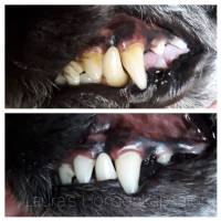 gebitsonderhoud behandeling laura&#039;s hondenkapsalon