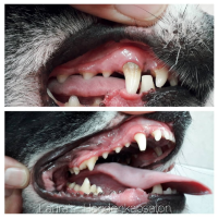 gebitsbehandeling-hond-trimsalon-kampen